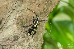 Anoplophora horsfieldii