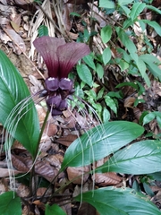 Tacca integrifolia