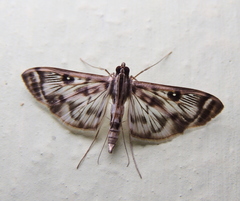 Rhimphalea trogusalis