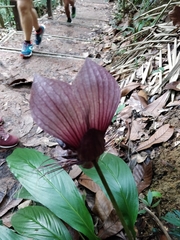Tacca integrifolia