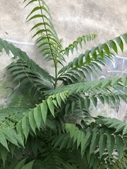 Ailanthus altissima