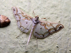Polythlipta cerealis