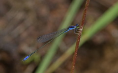 Aciagrion approximans
