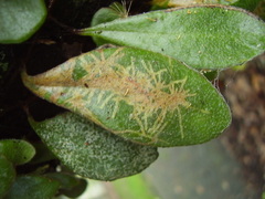 Philocryptica polypodii
