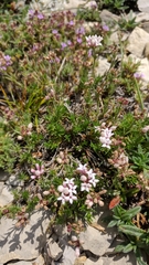 Asperula supina caespitans