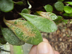 Philocryptica polypodii