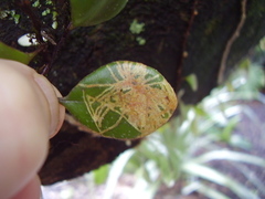 Philocryptica polypodii