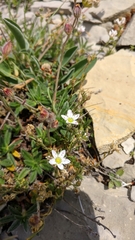 Minuartia adenotricha