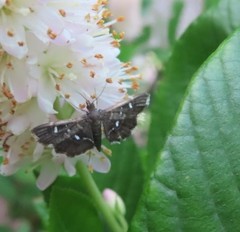 Diathrausta