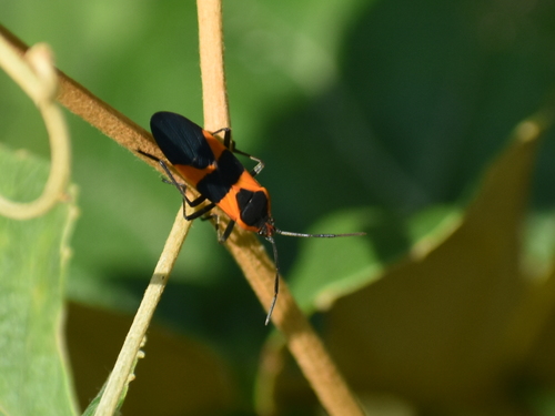 Large Milkweed Bug photographed in Rhode Island