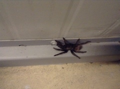 Tliltocatl epicureanus