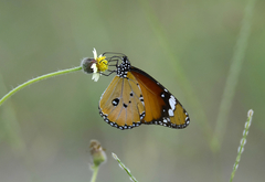 Danaus chrysippus