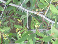 Gymnosporia tenuispina image