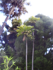 Davidsonia jerseyana