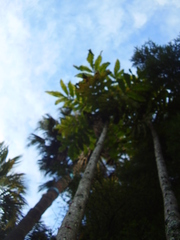 Davidsonia jerseyana