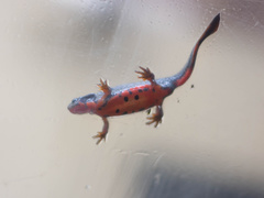 Cynops pyrrhogaster
