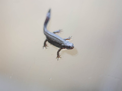 Cynops pyrrhogaster