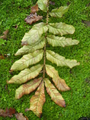 Davidsonia jerseyana