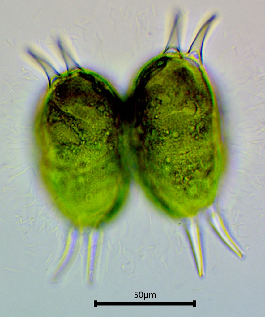 Staurastrum longispinum