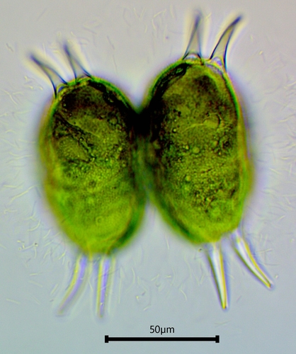 Staurastrum longispinum