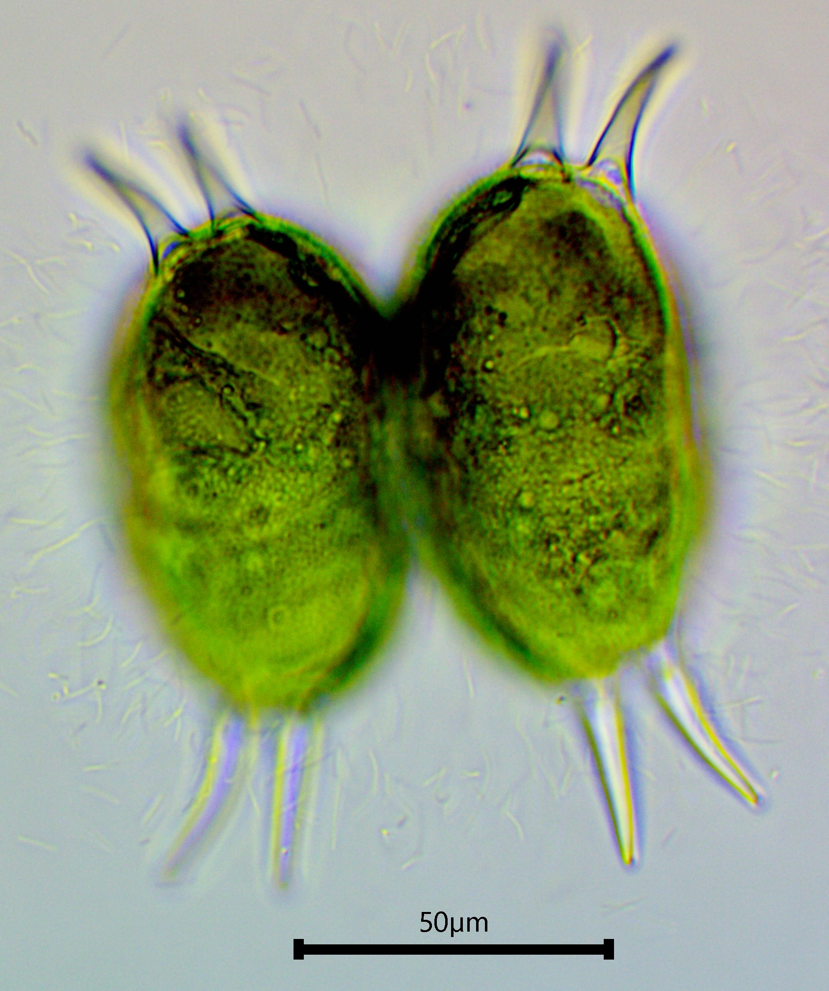 Staurastrum longispinum