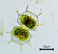 Xanthidium cristatum