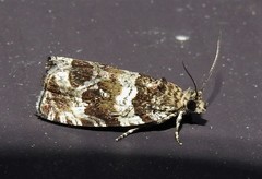 Olethreutes valdanum
