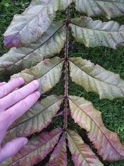 Davidsonia jerseyana