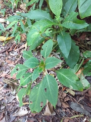 Balsaminaceae