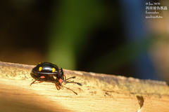 Eumorphus quadriguttatus