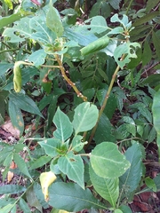 Balsaminaceae