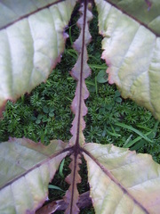 Davidsonia jerseyana