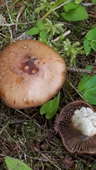 Cortinarius polymorphus