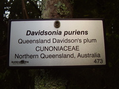 Davidsonia jerseyana