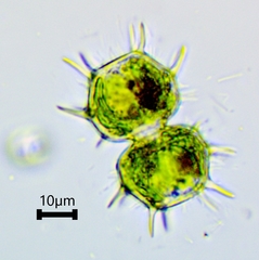 Xanthidium cristatum