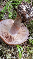 Cortinarius polymorphus