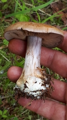 Cortinarius polymorphus