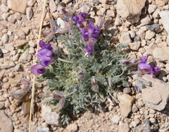 Oxytropis oreophila