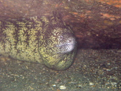 Gymnothorax kidako