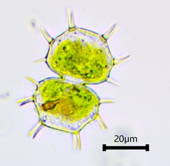 Xanthidium cristatum