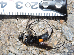 Anoplius samariensis