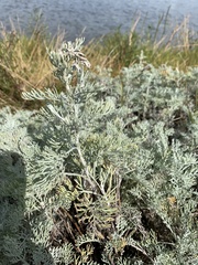 Artemisia maritima