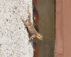 Agama lionotus