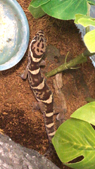 Coleonyx