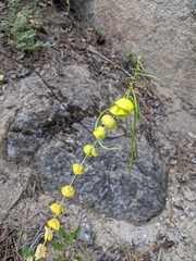 Streptanthus diversifolius
