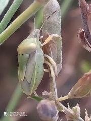 Antheminia pusio