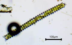 Triploceras verticillatum