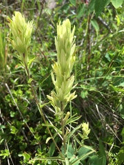 Castilleja lutescens