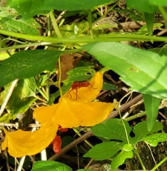 Dysdercus suturellus