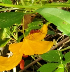 Dysdercus suturellus